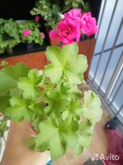 Пеларгония герань