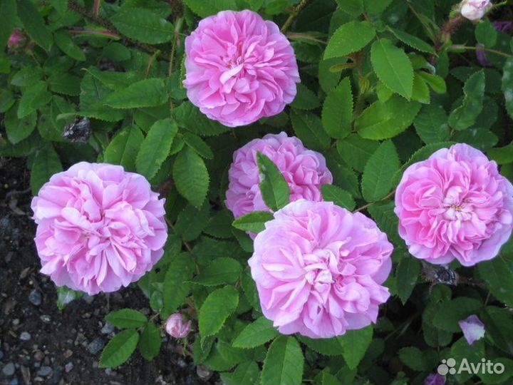 Саженцы роз Центифолия Мускоза