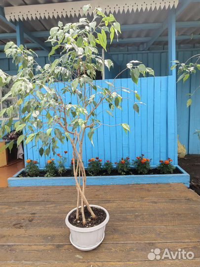 Комнатные цветы