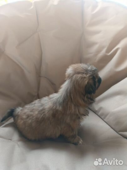 Щенки пекинеса