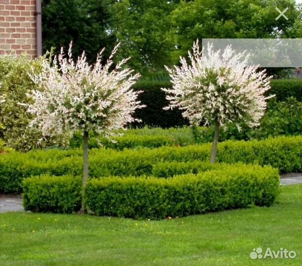 Ива хакуро нишики на штамбе