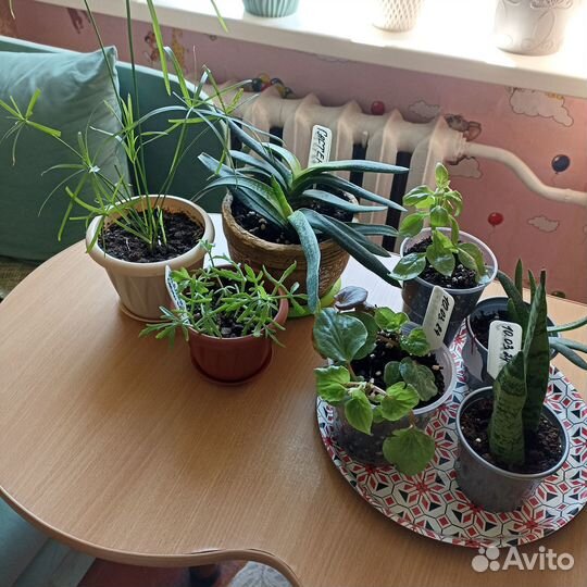 Комнатные растения цветы