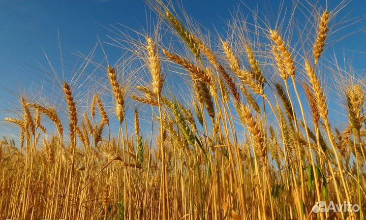Пшеница