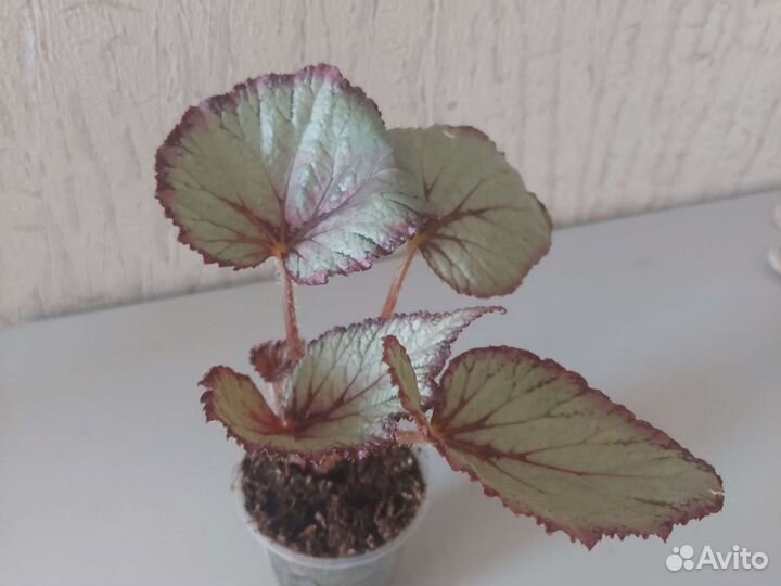 Комнатные красивые эффектные горшечные растения