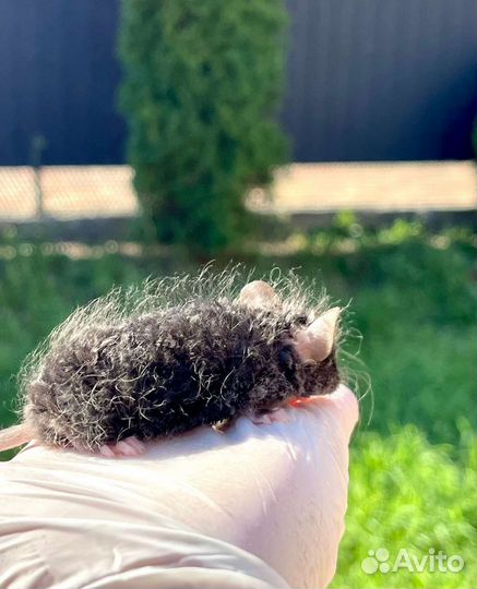 Чёрная кудрявая мышка