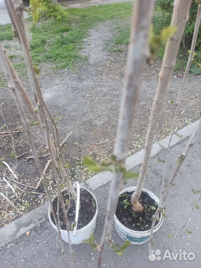 Растения для сада