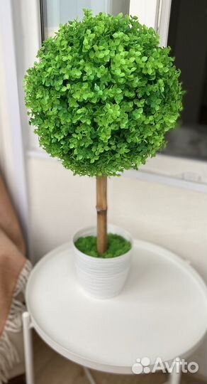 Самшит топиатий