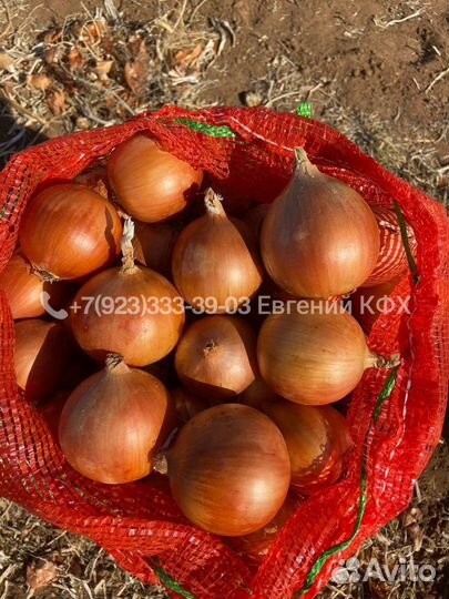 Лук от фермера урожай 2023