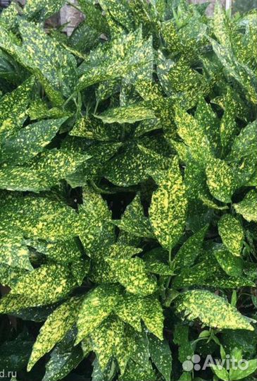 Вечнозелёная аукуба куст