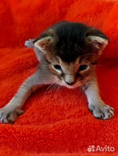 Девочка каракет