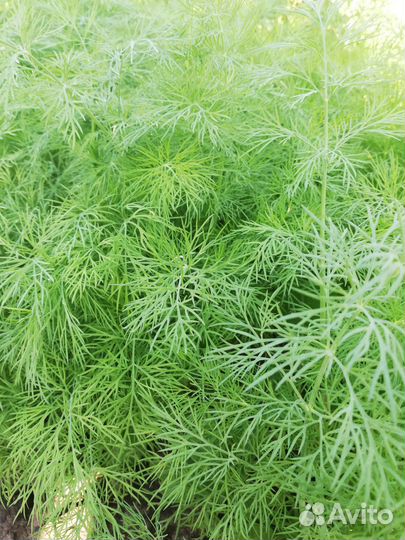Зелень укропа