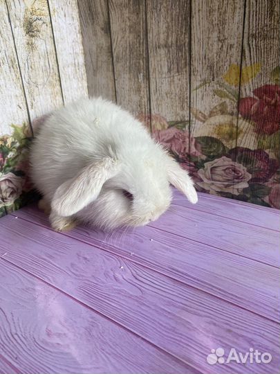 Крольчата вислоухие мини