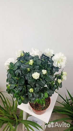 Азалия на стволе