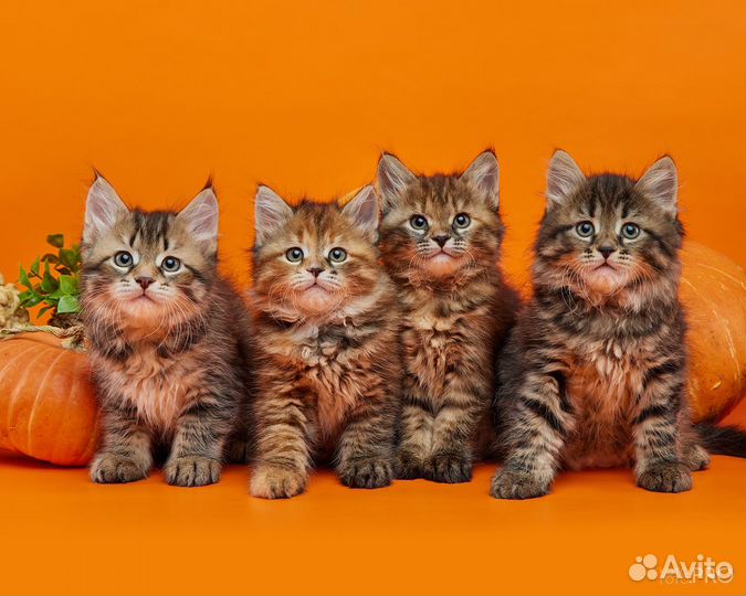 Сибирские котята
