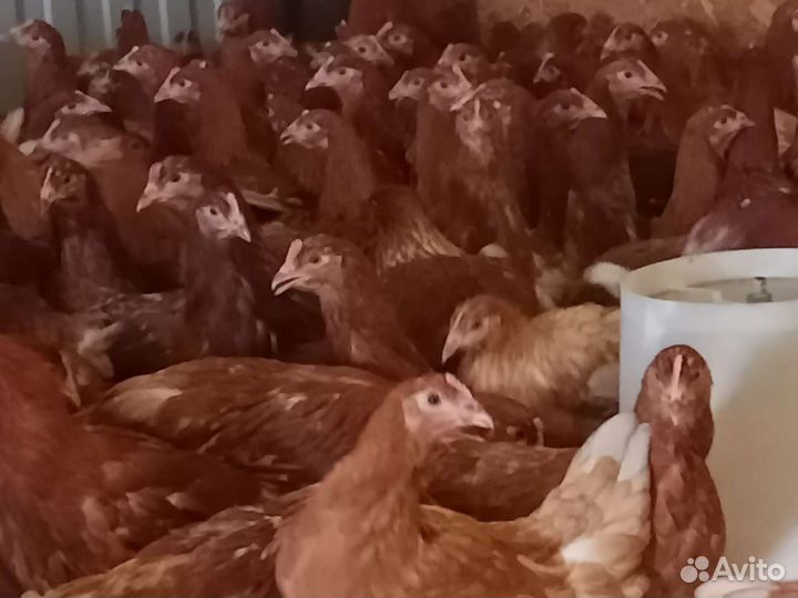 Молодняк кур