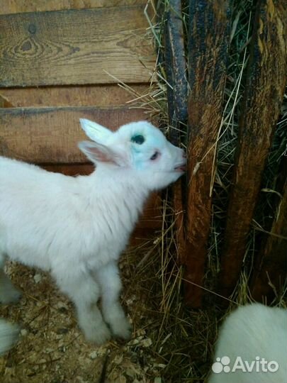 Обезроживание