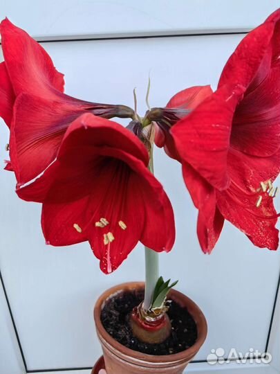 Гиппеаструм Амарилис красный