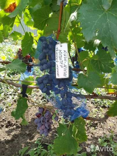 Саженцы и черенки столового винограда