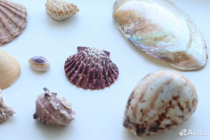 Набор ракушек разные