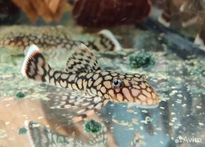 Номерные сомы (L-сомы) и редкие анциструсы