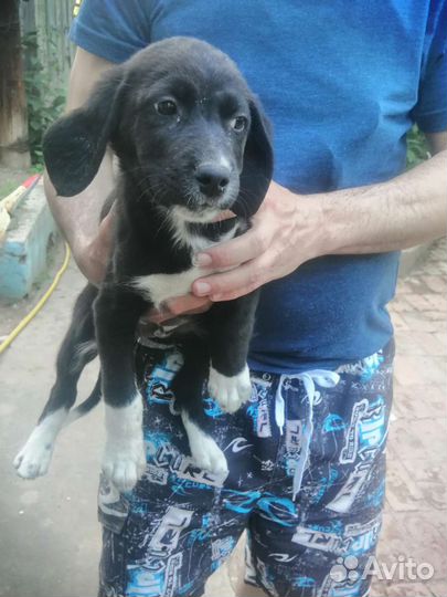 Кутята в добрые и ответственные ручки