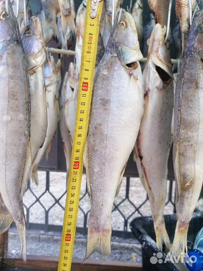 Тарань ейск