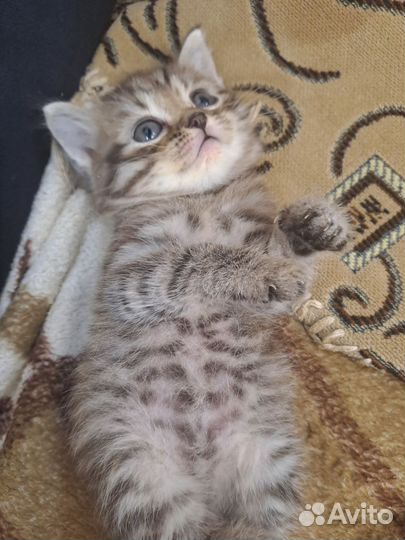 Шотландский котёнок