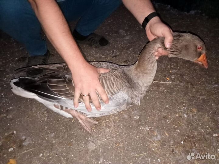 Крупные серые гуси