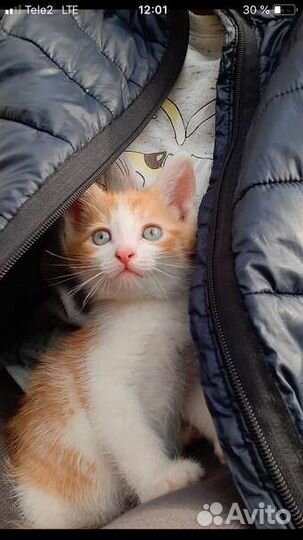 Домашние животные