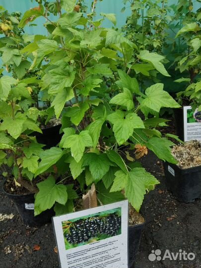 Саженцы смородины