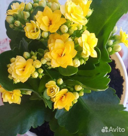 Каланхоэ микс