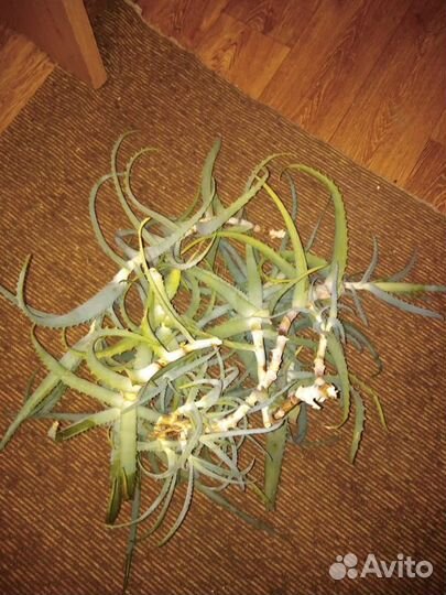 Алоэ лечебный