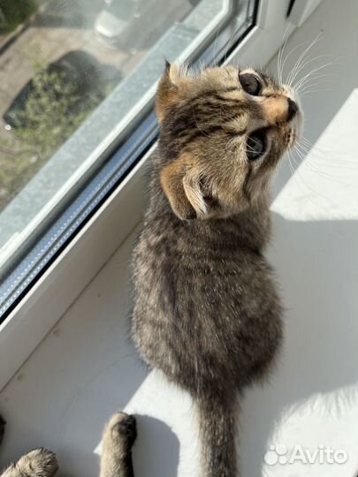 Вислоухая кошка