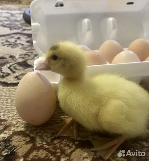 Домашние куриные яйца