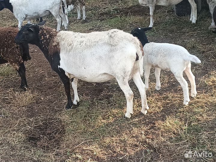 Баран дорпер