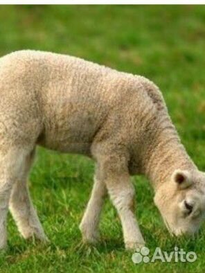 Ягнята