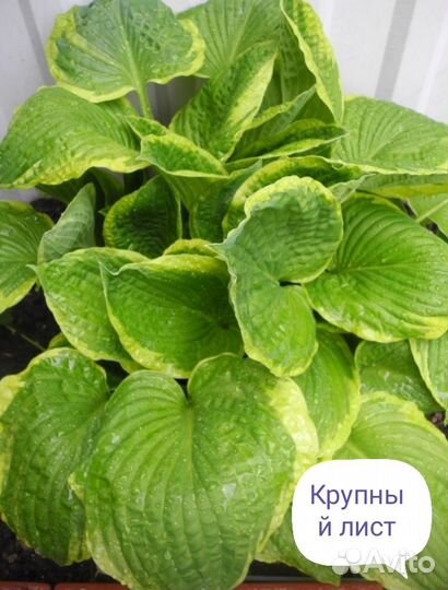 Хосты коллекция.Мини хосты для горок и бордюров