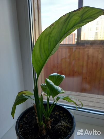 Отдам бесплатно цветы