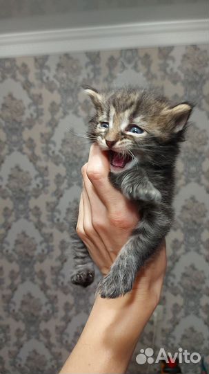Котенок, котик