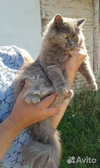 Кошечка в добрые руки