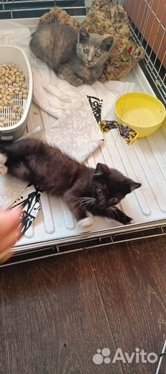 Отдам в добрые руки