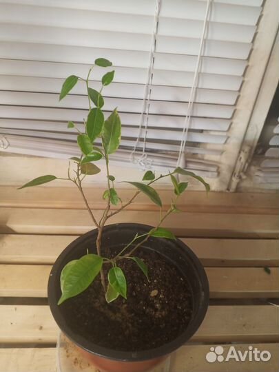 Фикус бенджамина