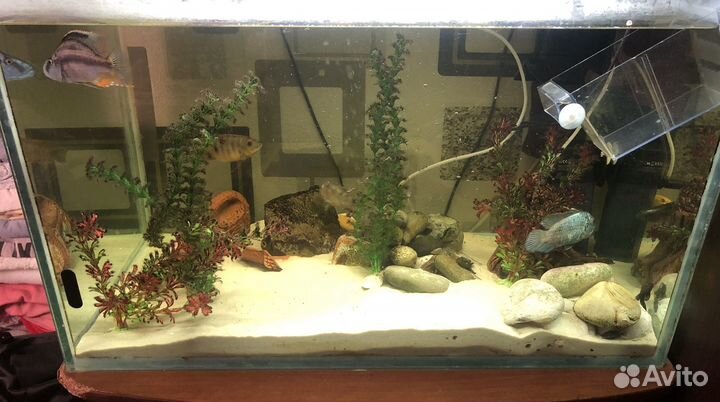 Рыбки цыхлиды