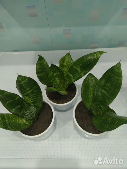 Сансевиерия ханни низкорослая