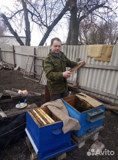 Пчелосемьи