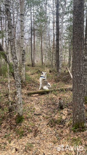 Западно сибирская лайка