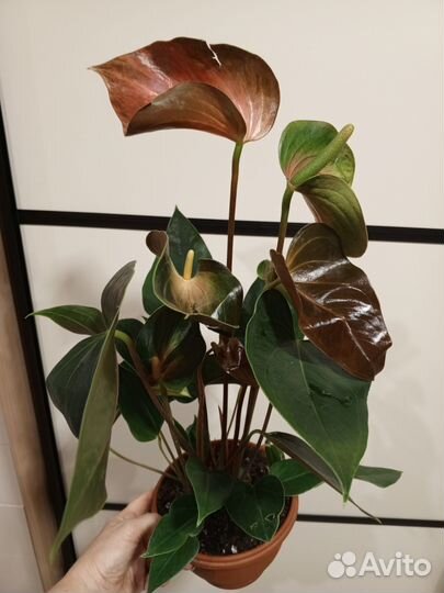 Сортовые Диффенбахии