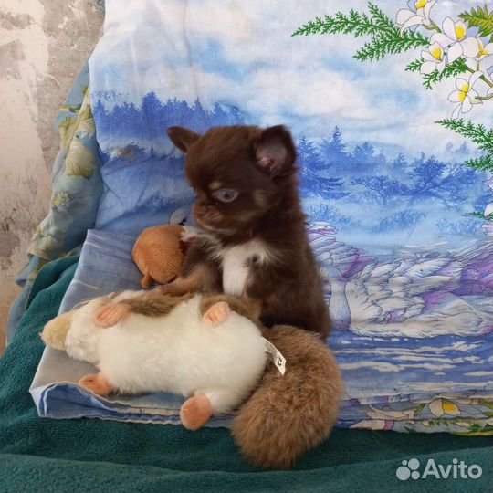 Щенок чихуахуа