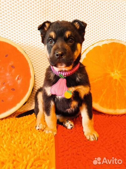 Отдам в добрые руки