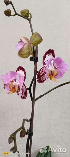 Орхидея фаленопсис бабочка
